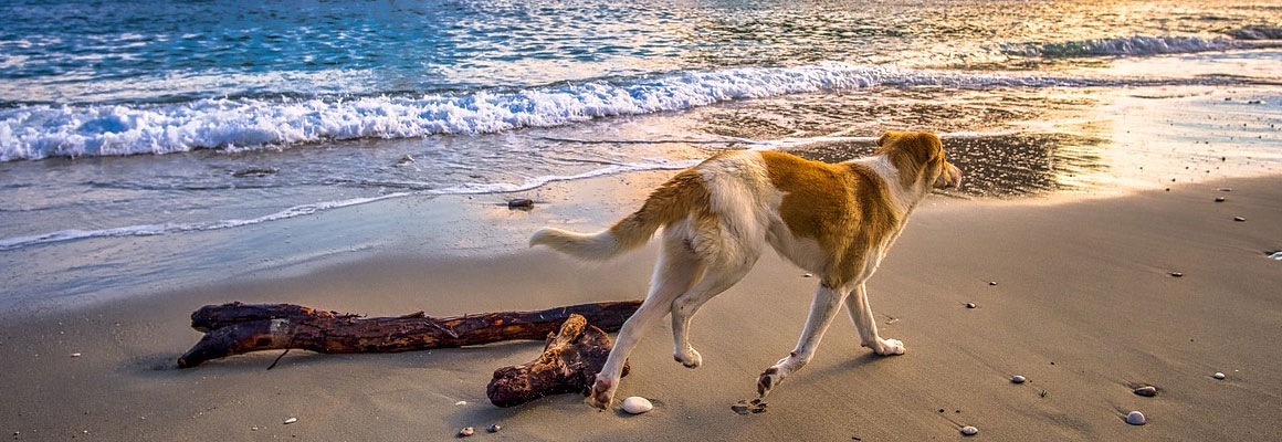 Hund beim Spaziergang am Strand