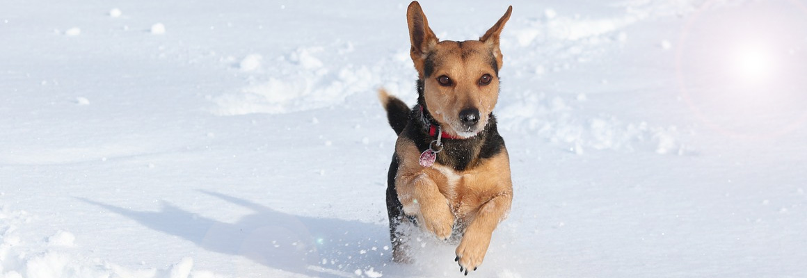 Ein Hund beim Rennen durch den Schnee. Der Winter ist ein guter Zeitraum um wichtige Impfungen für ihren Hund durchzuführen.