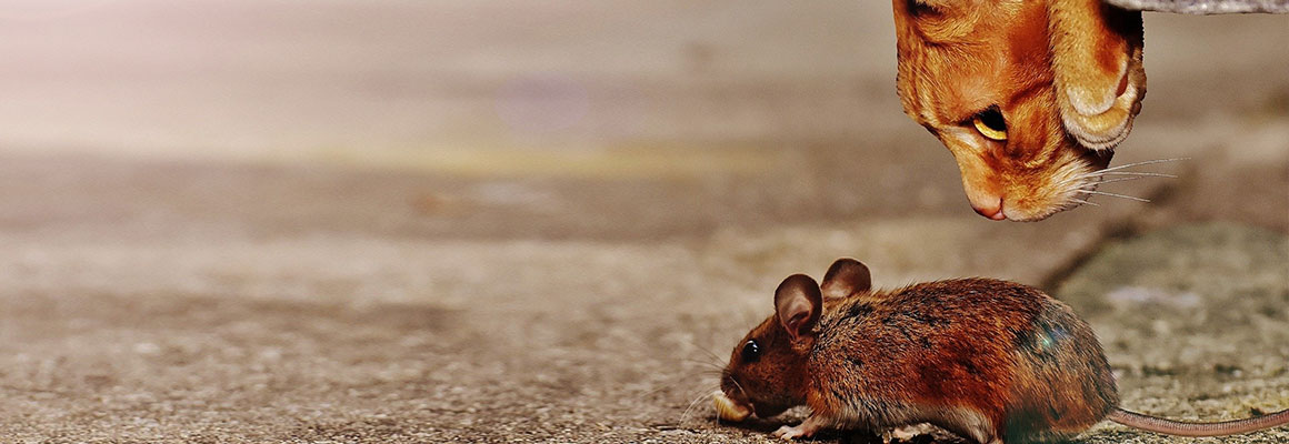 Toxoplasmose findet ihren Weg von Mäusen über Katzen zum Menschen.