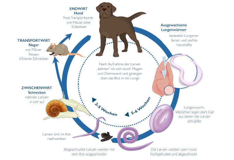 Der Lebenszyklus des Hundelungenwurms