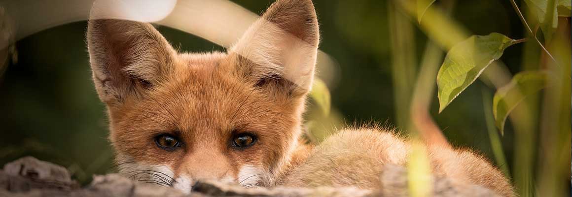 Ein Fuchs versteckt im Wald. Füchse können die Fuchsräude auf Hunde übertragen.