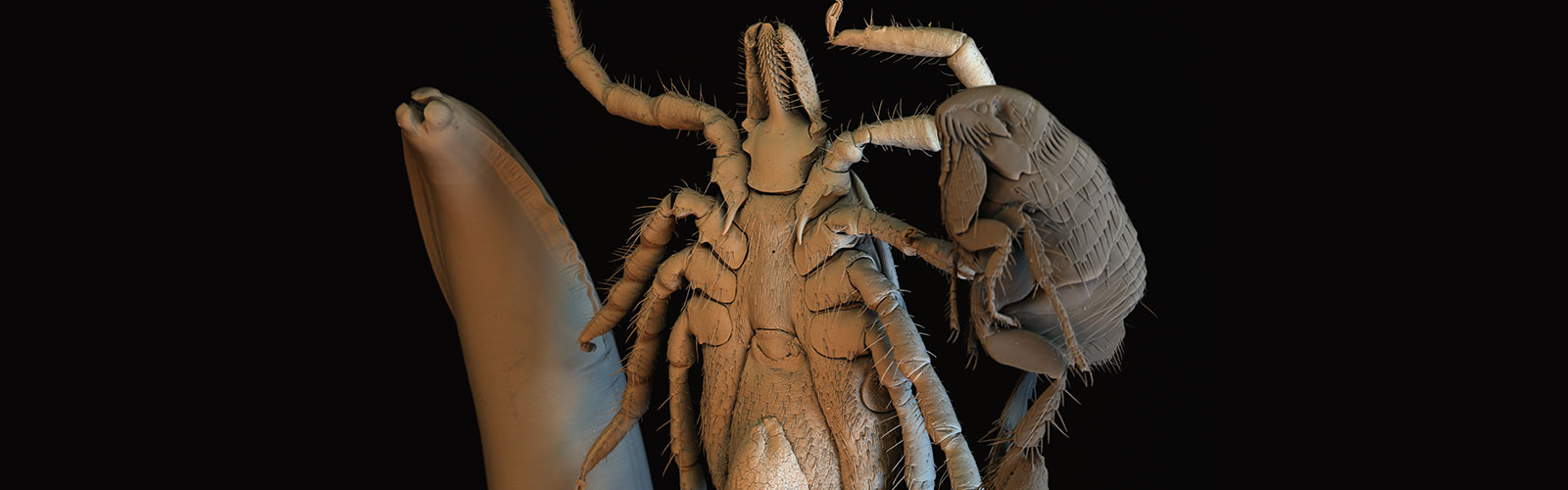 Parasiten: Zecke, Wurm und Floh unter einem rasterelektronischen Mikroskop