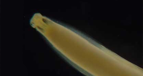 Der Spulwurm Suchergebnisse Webergebnisse Toxascaris leonina unter dem Mikroskop - häufiger Parasit bei Hund und Katze.
