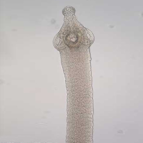 Gurkenkernbandwurm unter dem Lichtmikroskop