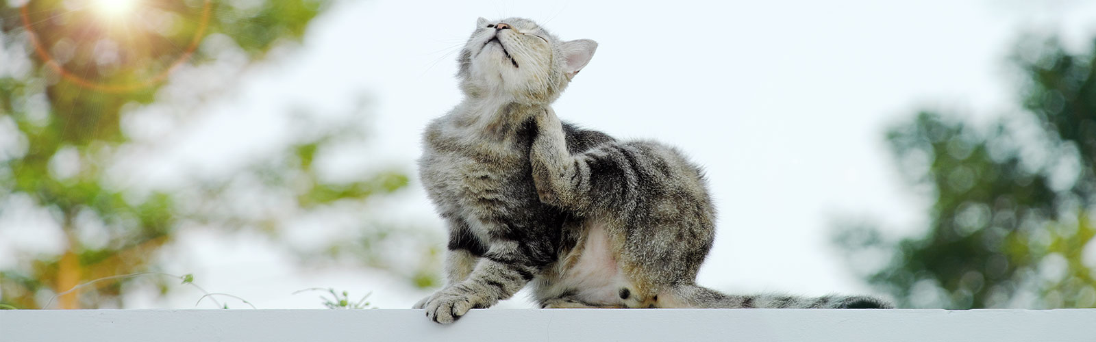 Eine Katze kratzt sich. Schuld daran können Milben bei der Katze sein.