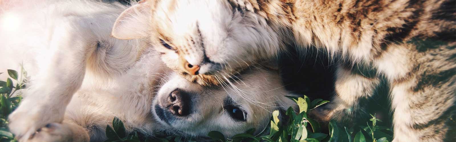 Hund und Katze: Unser Newsletter informiert Sie zu Parasiten bei ihrem Haustier.