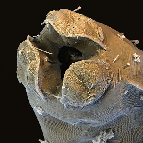 Ein Wurm unter einem rasterelektronischen Mikroskop.