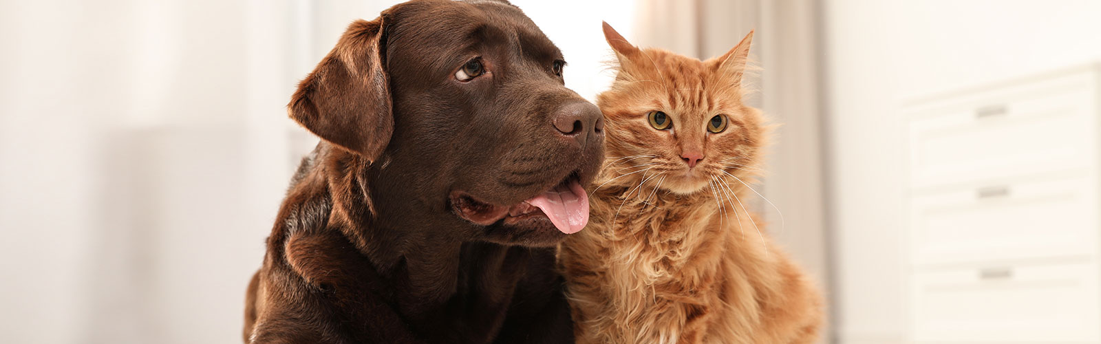 Hund und Katze gemeinsam auf einem Bild. Erfahren Sie, wie Sie ihr Haustier vor Parasiten schützen.