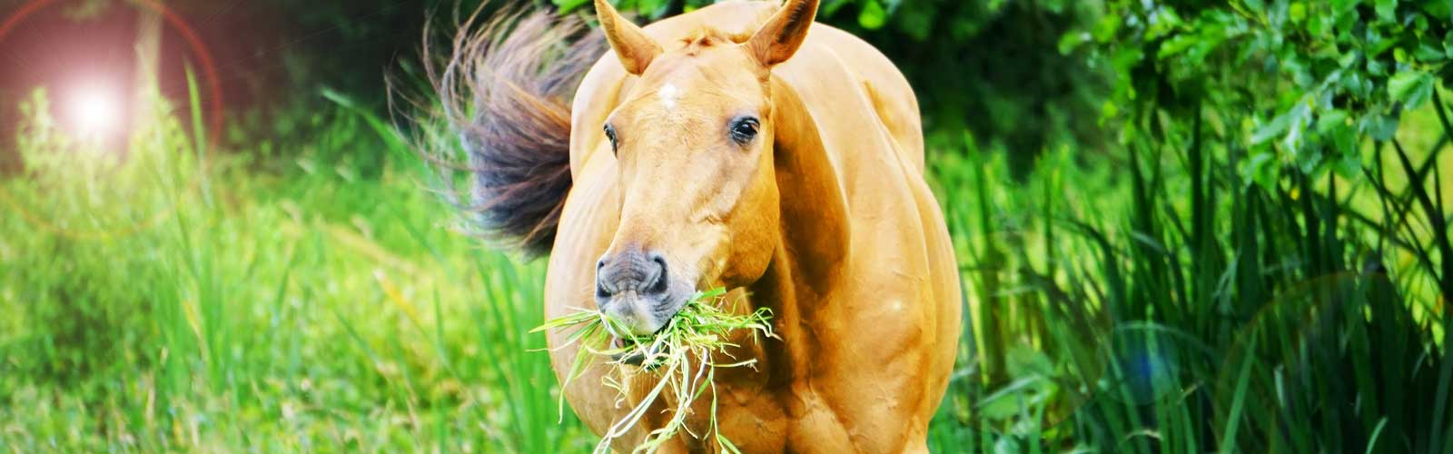 Ein Pferd beim Essen auf einer Wiese. Hier lauern Zecken.
