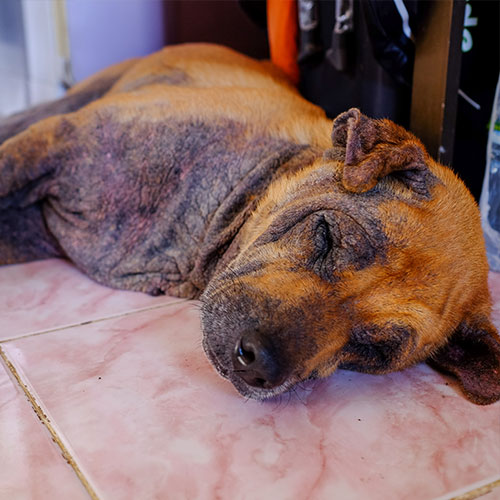 Foto von einem Hund mit Sarcoptes Räude