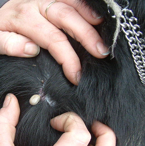 Foto einer vollgesogenen Zecke im Hundefell