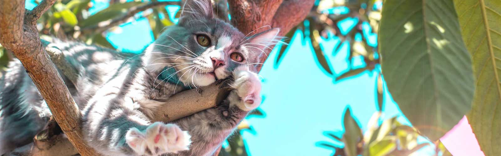 Eine Katze entspannt auf einem Baum. Katzen sind häufig von Würmern befallen.