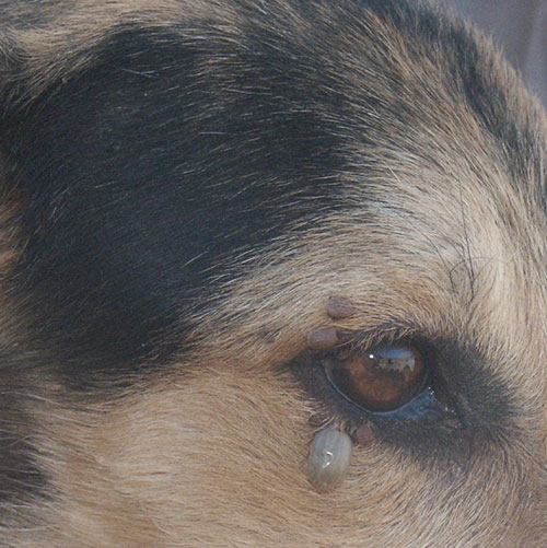 Foto einer Zecke unmittelbar unter dem Auge eines Hundes