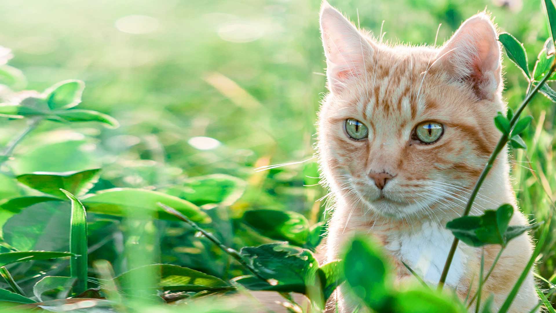 Eine Katze inmitten von Gras - hier lauern potenziell Zecken