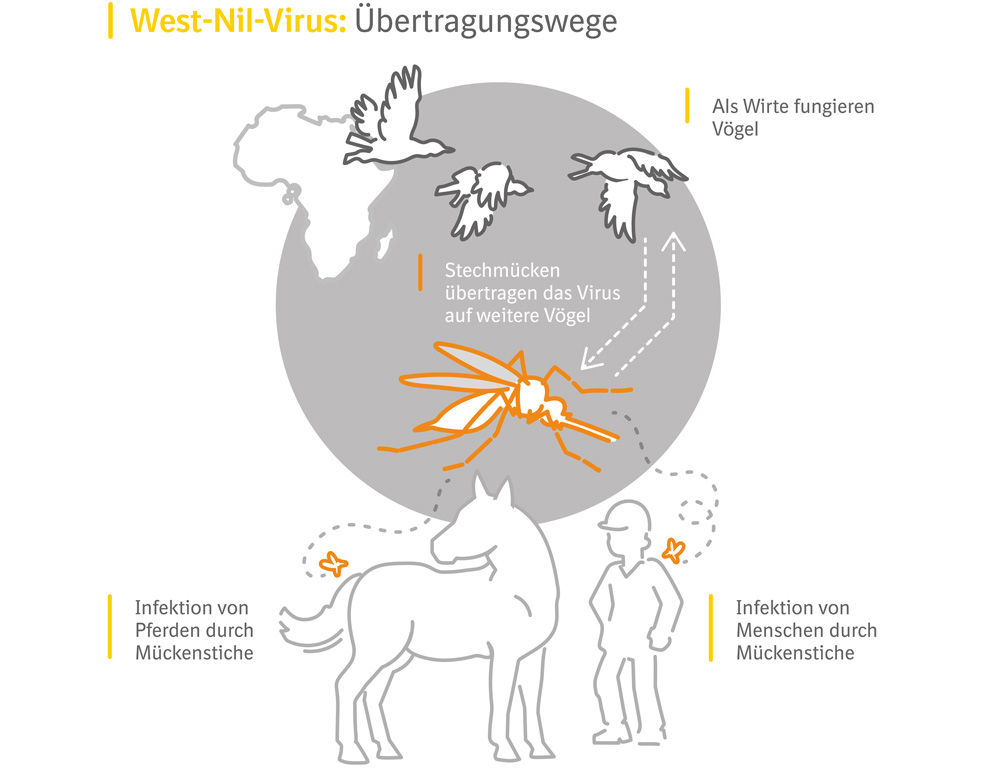 Infografik: Übertragungswege beim West-Nil-Virus