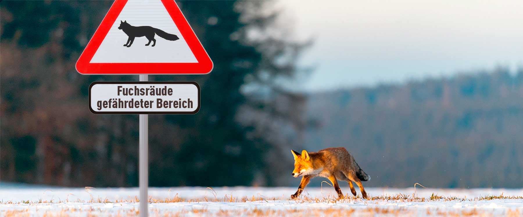 Fuchsräude-Warnschild mit Fuchs im Hintergrund.