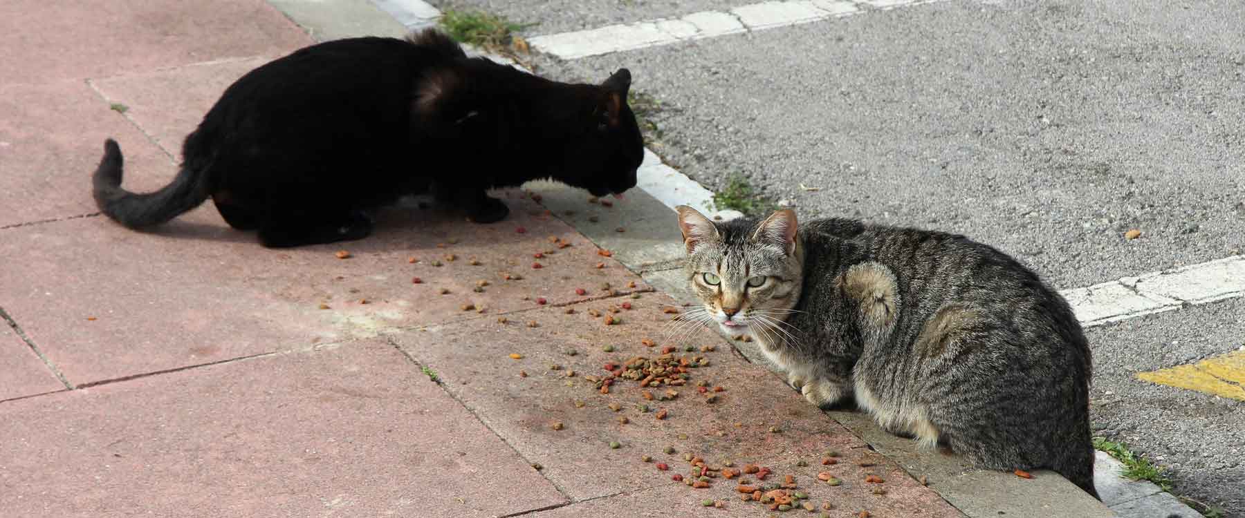 Zwei Streuner Katzen auf der Straße beim Essen.