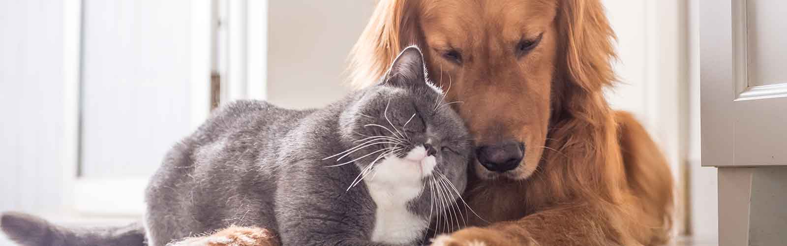 Symbolbild: Hund und Katze. Beide sind potenziell durch den Gurkenkernbandwurm gefährdet.