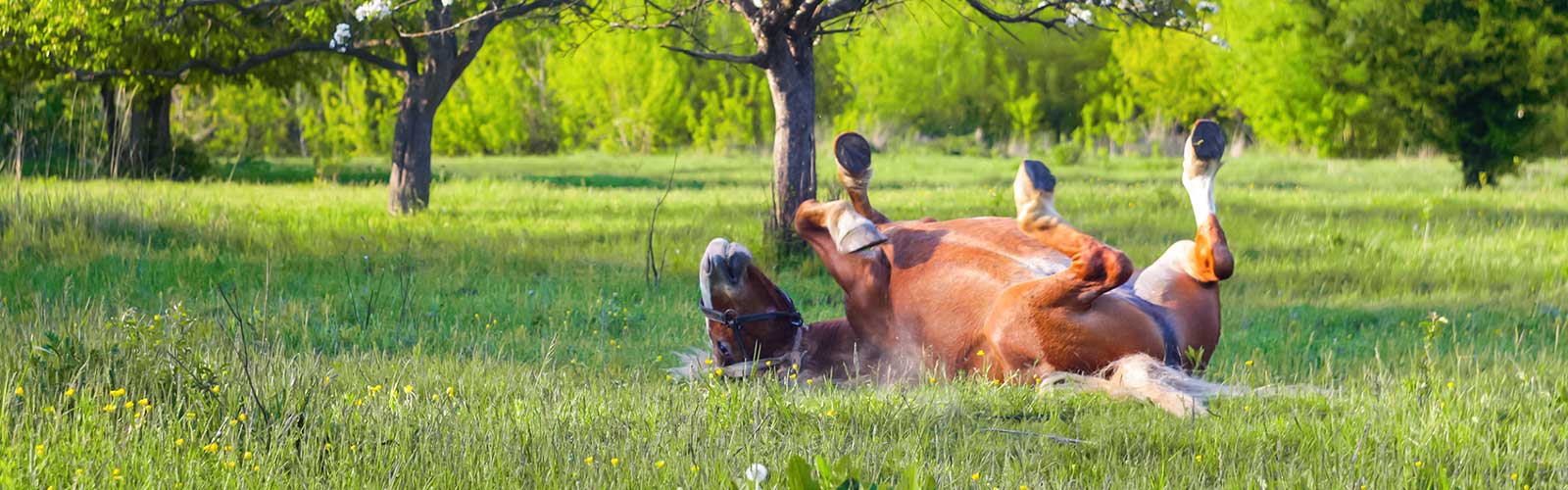 Grasmilben beim Pferd kommen nicht selten vor - Symbolbild: Pferd tobt auf Wiese
