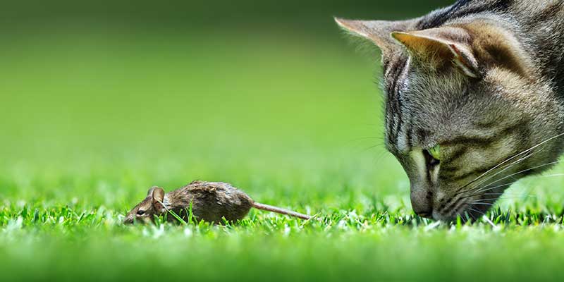 Eine Katze bei der Mäusejagd. Der Katzenbandwurm kommt weltweit vor – besonders häufig sind Katzen in ländlichen Regionen befallen, da die Tiere dort vermehrt Mäuse fangen.