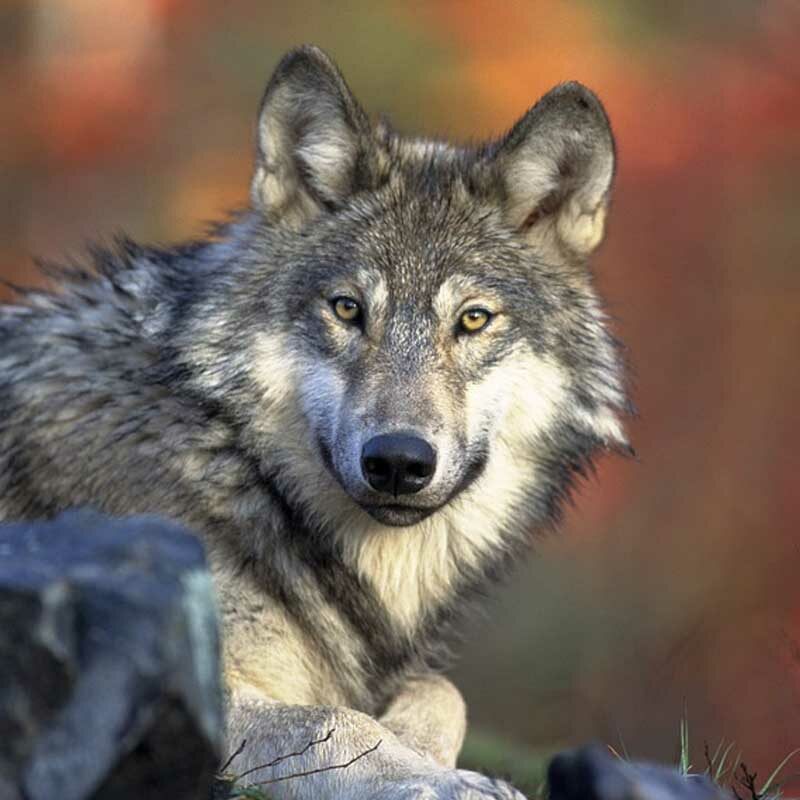 Foto von einem Wolf