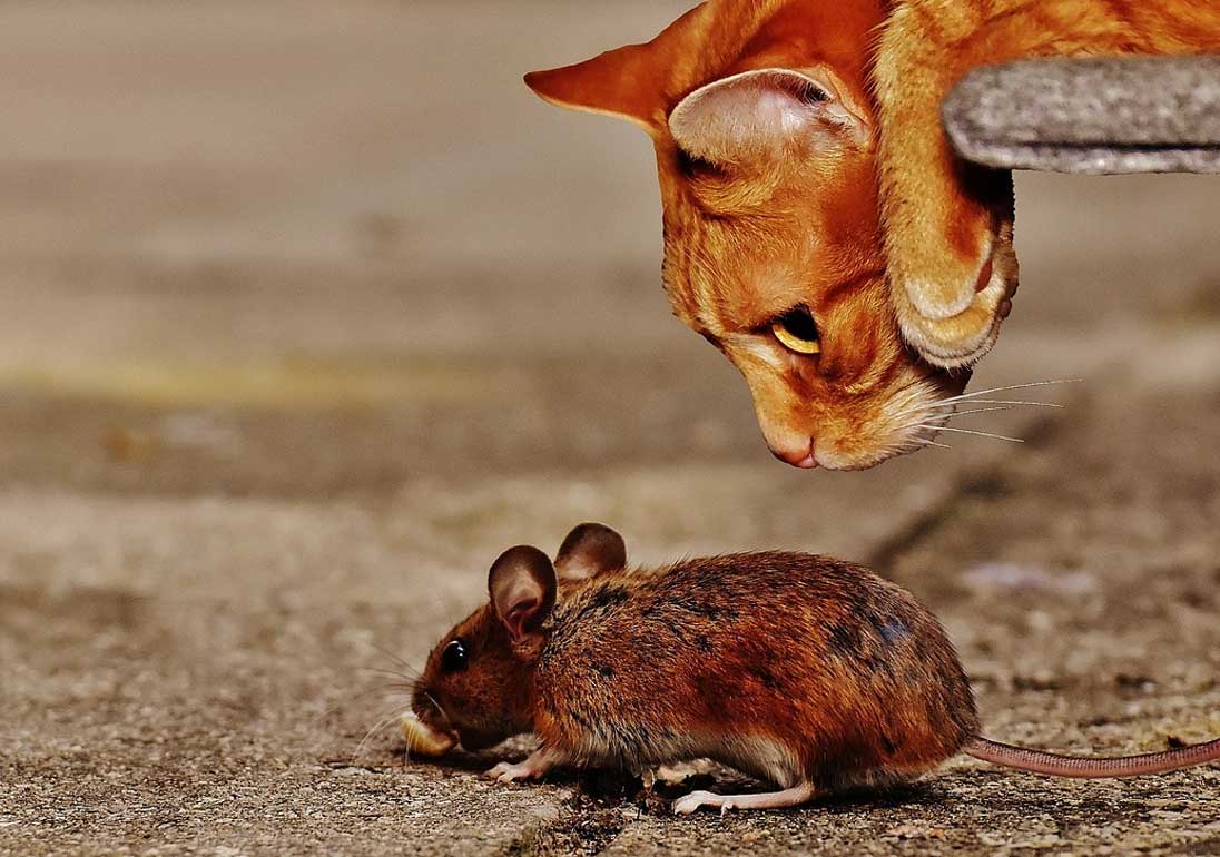 Eine Katze bei der Mäusejagd. Der Katzenbandwurm kommt weltweit vor – besonders häufig sind Katzen in ländlichen Regionen befallen, da die Tiere dort vermehrt Mäuse fangen.