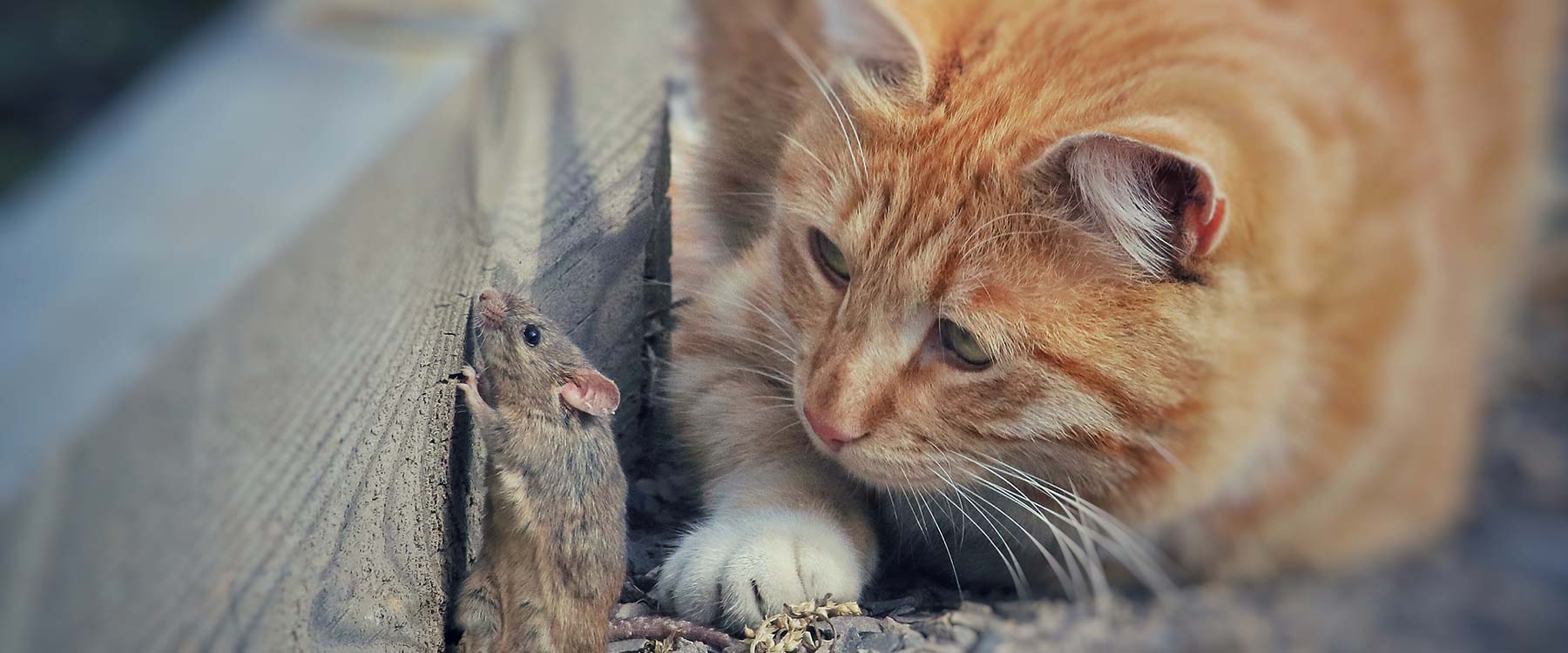 Freigängerkatze lauert einer Maus auf.