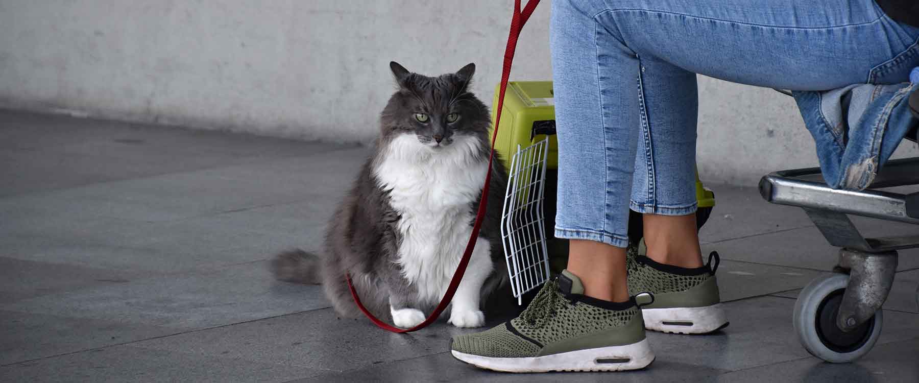 Frau mit Katze am Flughafen. Worauf es zu achten gilt beim Urlaub mit Katze.