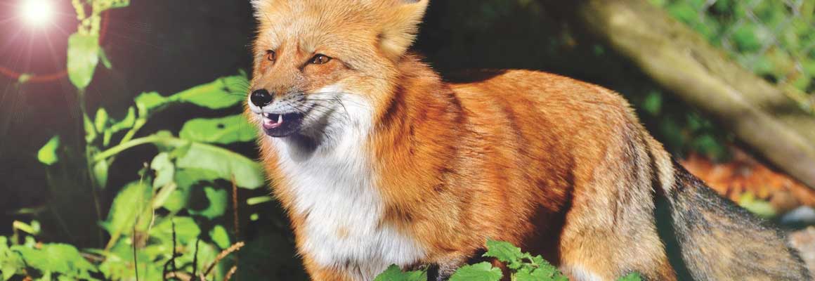 Ein Rotfuchs im Wald. Haben Füchse die Fuchsräude, können sie Milben auf Hunde übertragen.