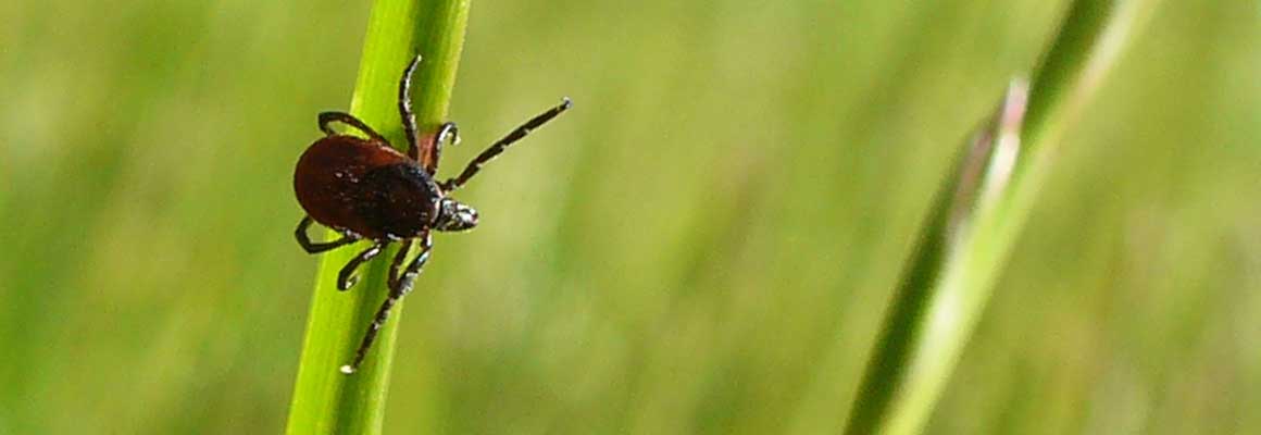 Zecke lauert im Gras