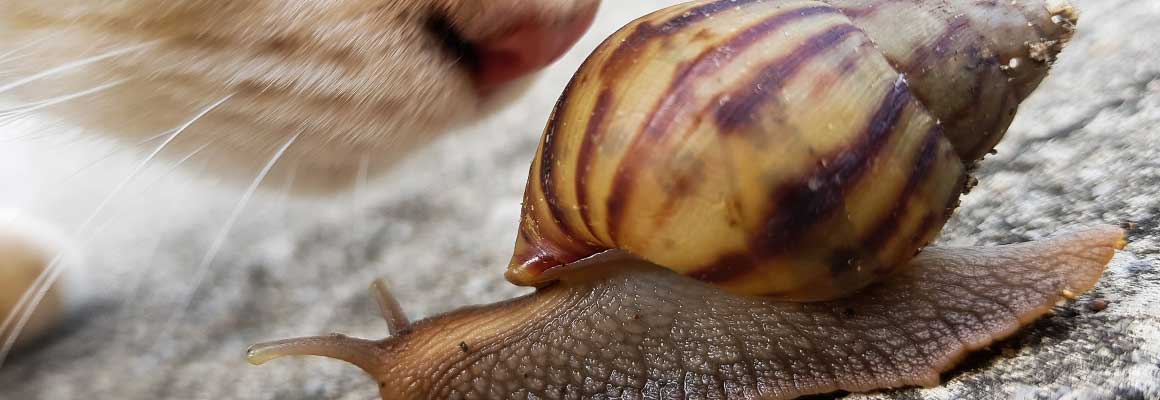 Katze schnuppert an einer Schnecke. Schnecken können Lungenwürmer auf die Katze übertragen.