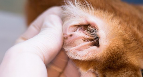 Woher Kommen Ohrmilben Bei Katzen parasitenportal.de
