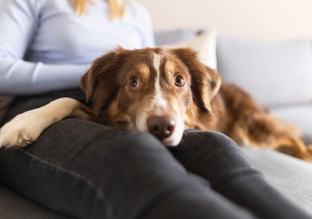 Hund auf Schoss von Frauchen.