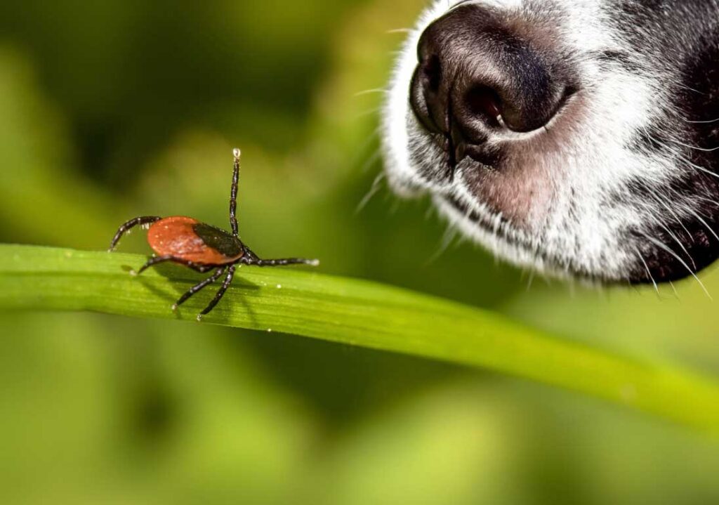 Legen Zecken Eier Auf Hund Zecken beim Hund: Was Hundebesitzer wissen sollten