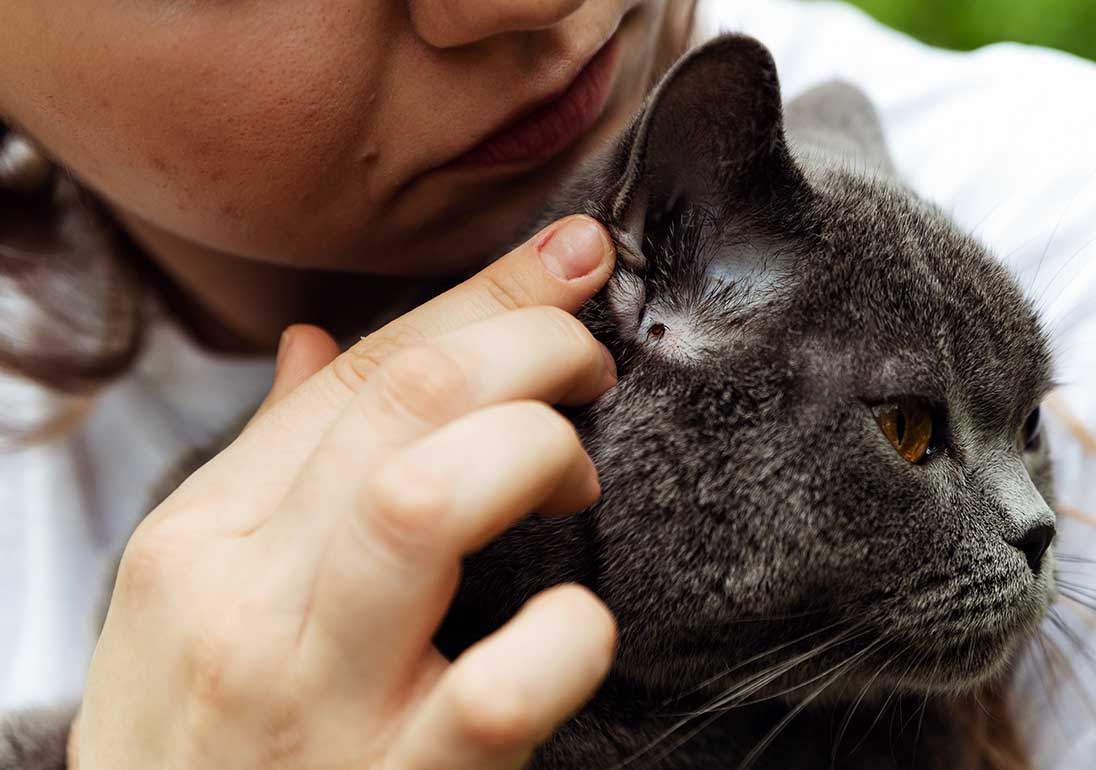 Zecken - eine Gefahr für Katzen. Wie Sie Zecken bei Katzen entfernen.